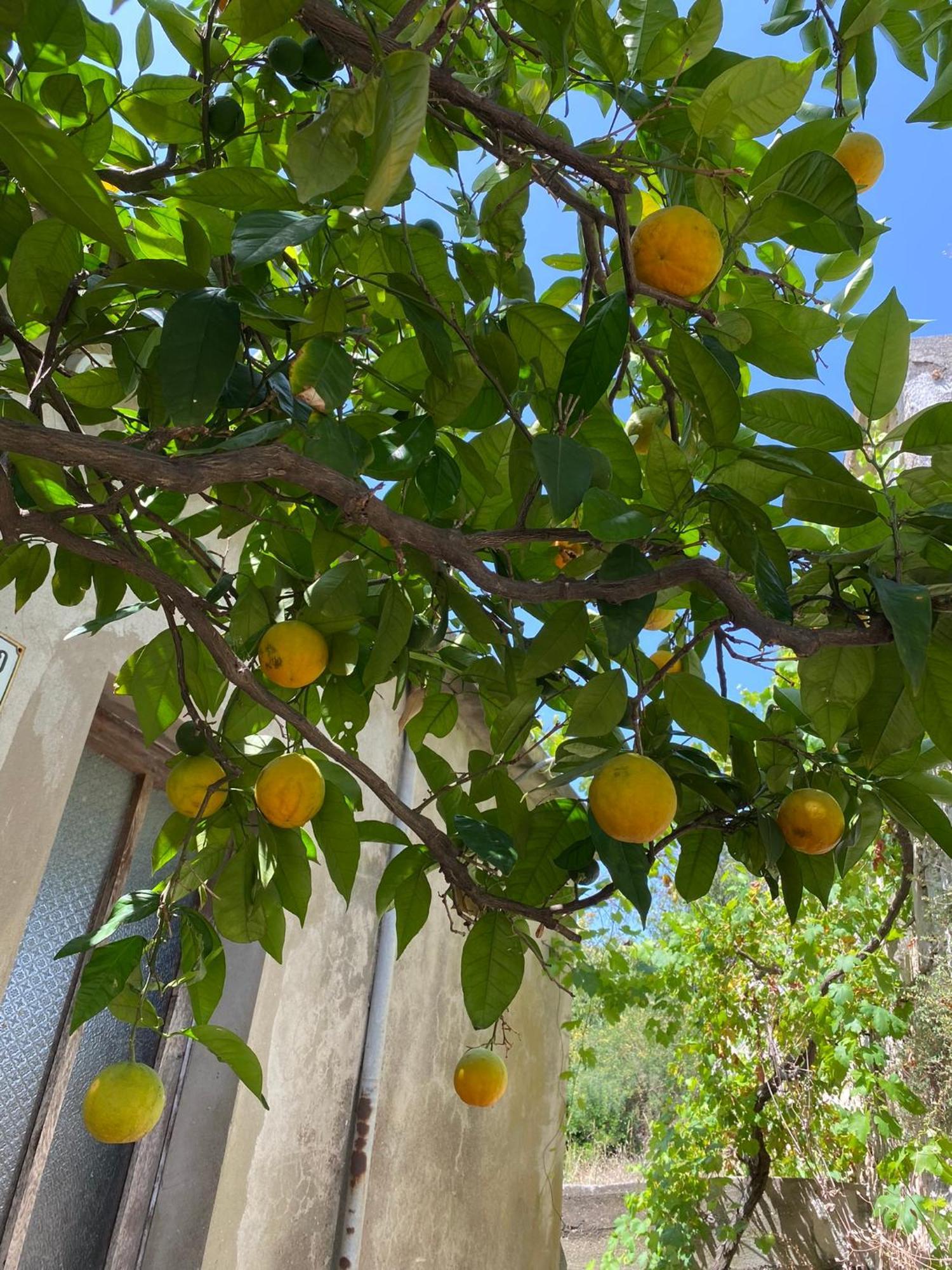 My Mediterranean Villa With Huge Garden And Own Parking 鲁巴达 外观 照片